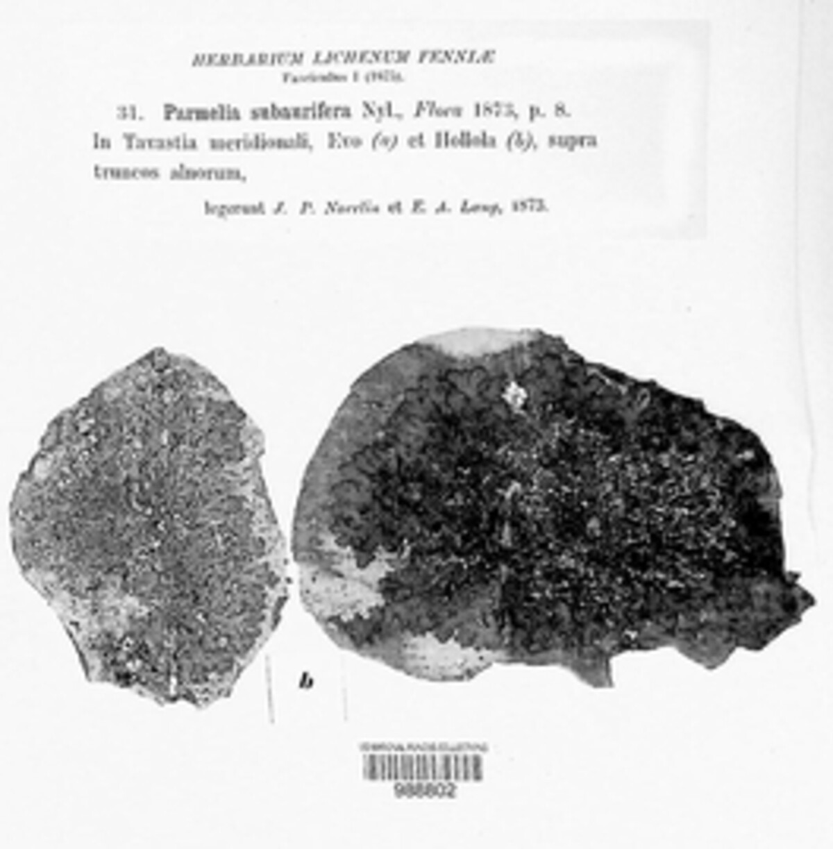 Melanelixia subaurifera image